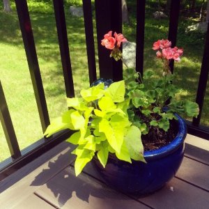 potted plants potted plants