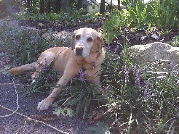 1465090_10152113691300856_893383739_n