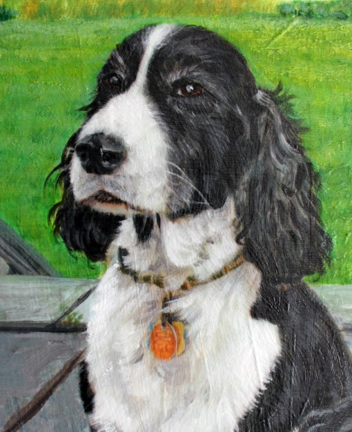 close up Bailey close up of Bailey © Jess Hurley Scott