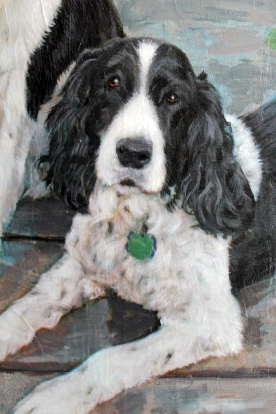 close up Daisy close up of Daisy © Jess Hurley Scott