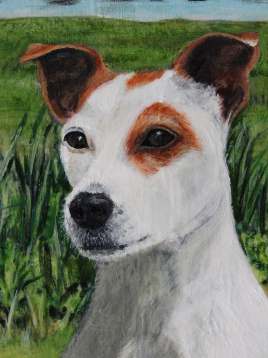 close up of pet portrait of max by Jess Hurley Scot