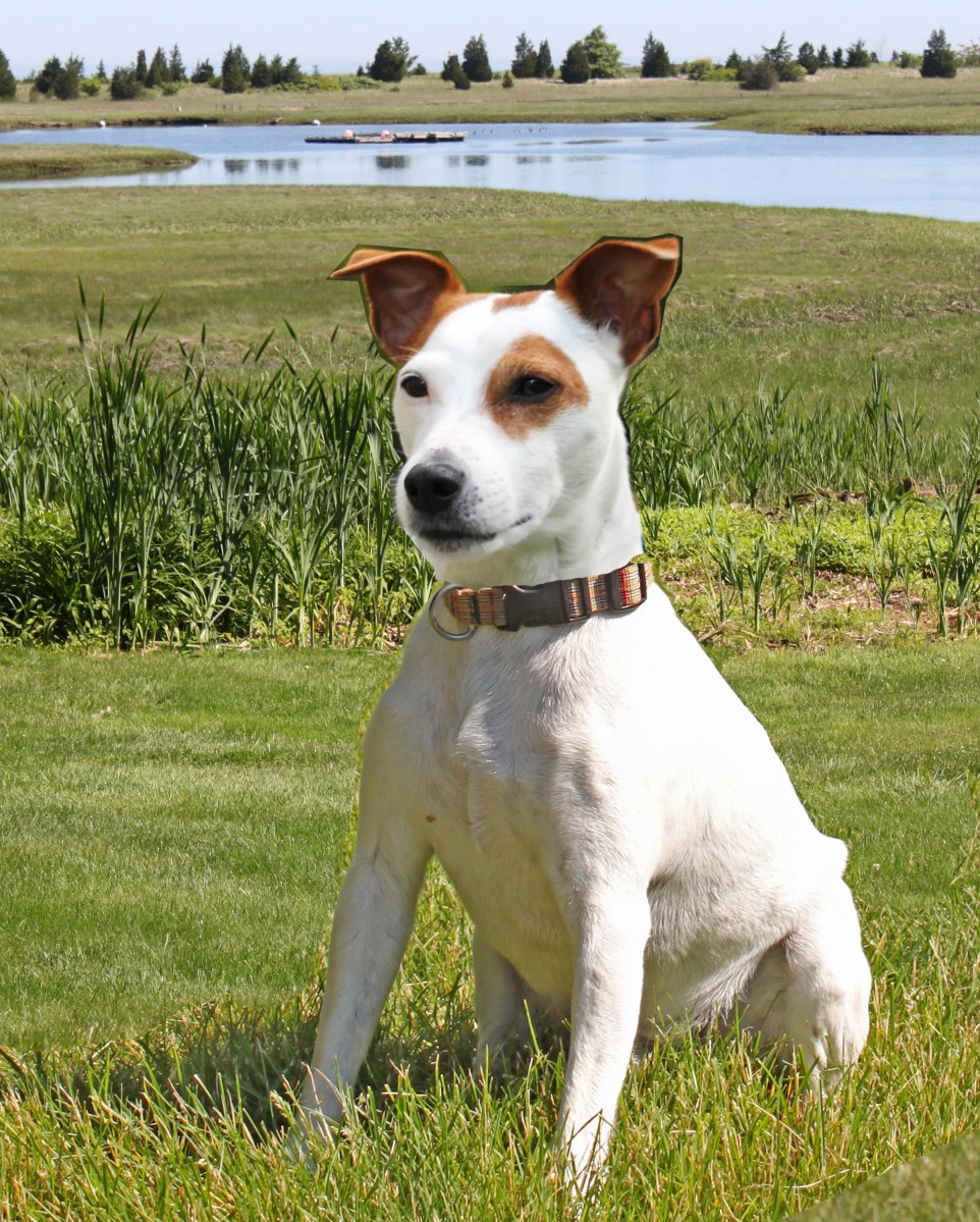 pet portrait of max by Jess Hurley Scott